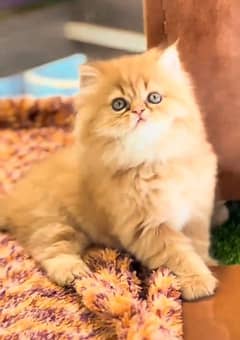 Low Rs| Cat| baby| Blue Eyes| Persian| Kittens| Punch*