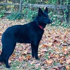 Black Alsatian For Exchange