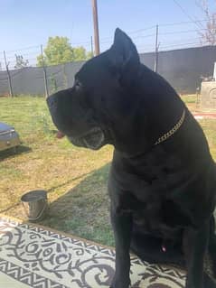 Cane