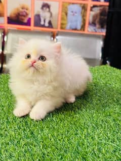 Low Rs| Cat| baby| Blue Eyes| Persian| Kittens| Punch!
