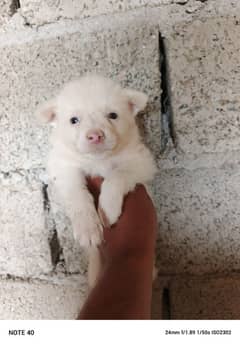 pure Russian dog spid for sale baby