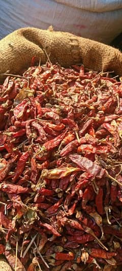 hybrid red chilli/لال مرچ