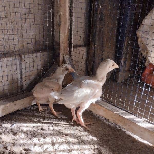 Mianwali Aseel Murga Aseel Madi | Heera Aseel Chicks  | 0327 6240784 15