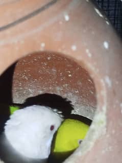 Australian parrots for sale