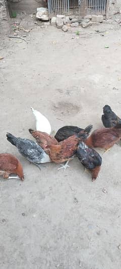10 bathyan far sale good and healthy