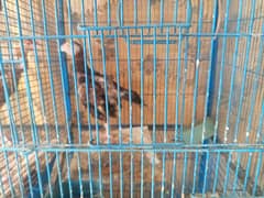aseel
