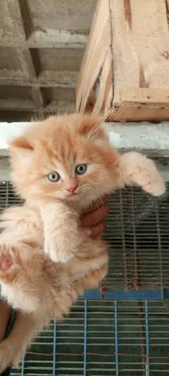 Low Rs| Cat| baby| Blue Eyes| Persian| Kittens| Punch'