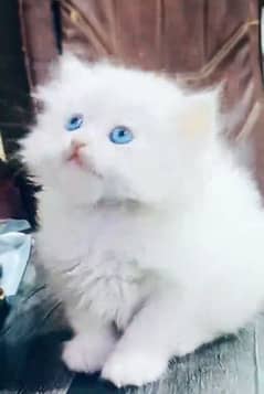 Low Rs| Cat| baby| Blue Eyes| Persian| Kittens| Punch: