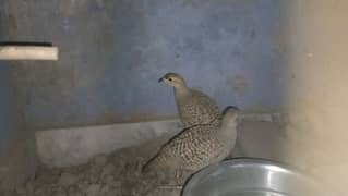 Gey Francolin (Teetar)