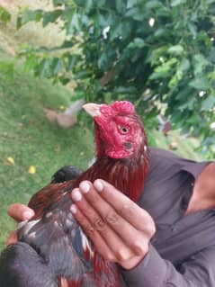 Aseel Murgah for sale