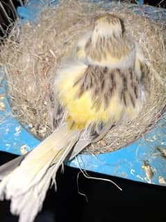 canary for sale breeding pair with egg's 3