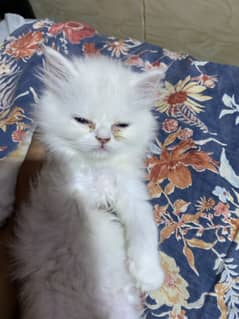 1month cat