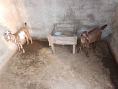 Goat for Sale
