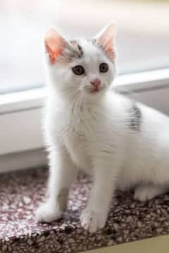 kitten white only 2 weeks old. take it for free