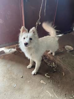 Russian Pista Dog For Sale !!