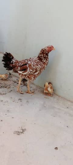 5 Aseel chickens 1 Aseel roaster with chicks floak