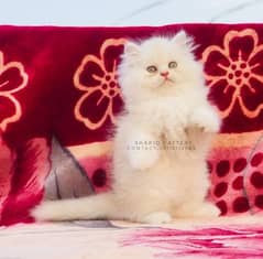 All types of quality in persian