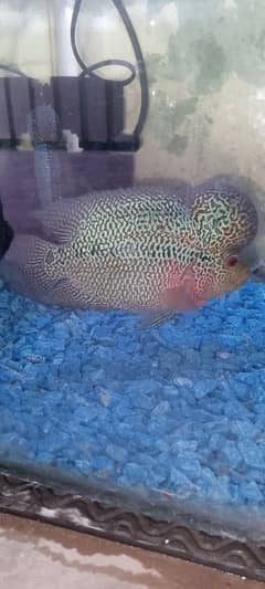 Flowerhorn