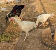 Aseel murga with six chicks
