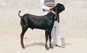 desi Bakra for sale WhatsApp number 03314594754)