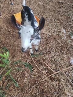 female goat 3 months