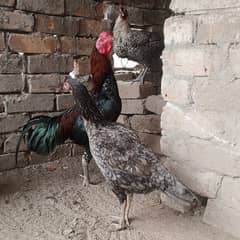Aseel murga murgia and chicks available