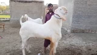 Rajanpuri Gulabi Bakra Urgent For Sale CALL "03314594754)
