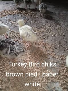 turkey  Bird chiks . breeder Male pied colour.
