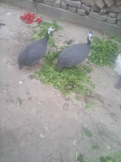 tetri pair. desi golden misri  pair. jangli  Rabbit  pair. turkey male.