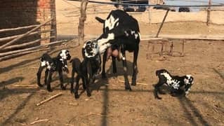 3 Bacchon Ka Sath Desi Bakri For Sale (Call "_03487390292)