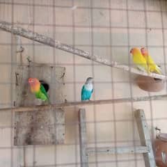 Lovebird