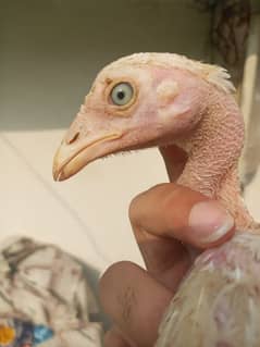 Aseel Heera chicks available for sale
