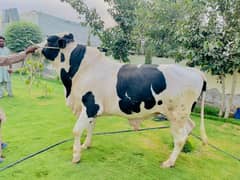Bull Sale