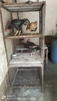 iron cage for sale