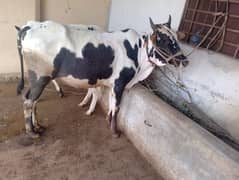 bull for sale qurbani ka Lia
