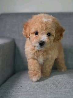 Poodle
