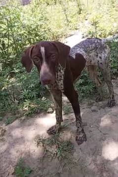 pure German pointer pair full train jall for sale