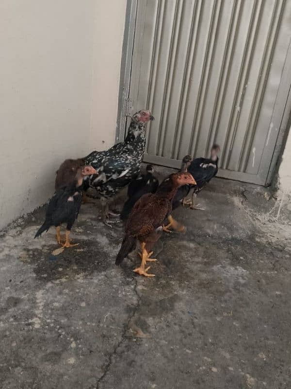 7 Aseel chicks and Madi for sale ? 0