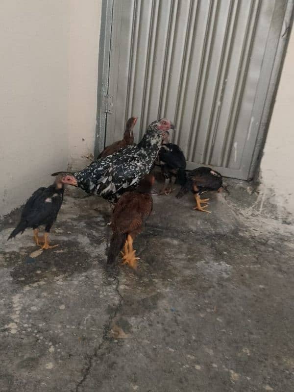 7 Aseel chicks and Madi for sale ? 1