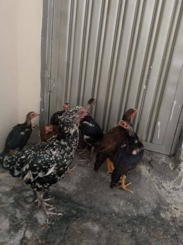 7 Aseel chicks and Madi for sale ? 2