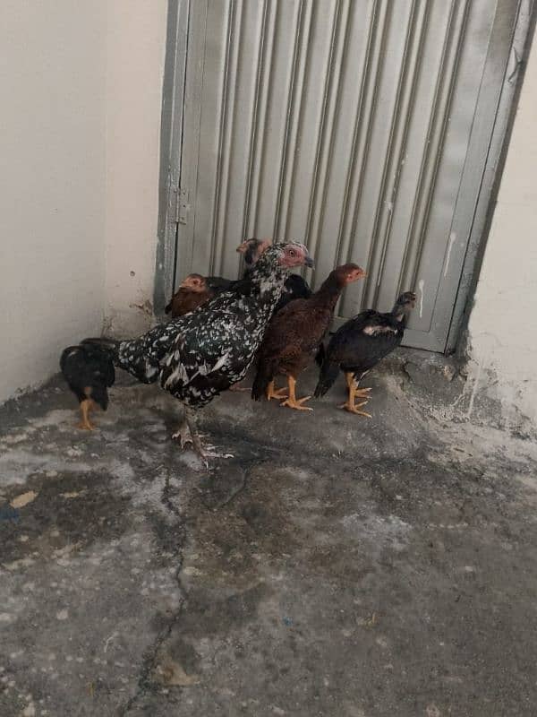 7 Aseel chicks and Madi for sale ? 3