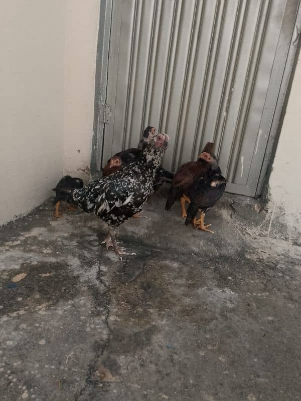 7 Aseel chicks and Madi for sale ? 5