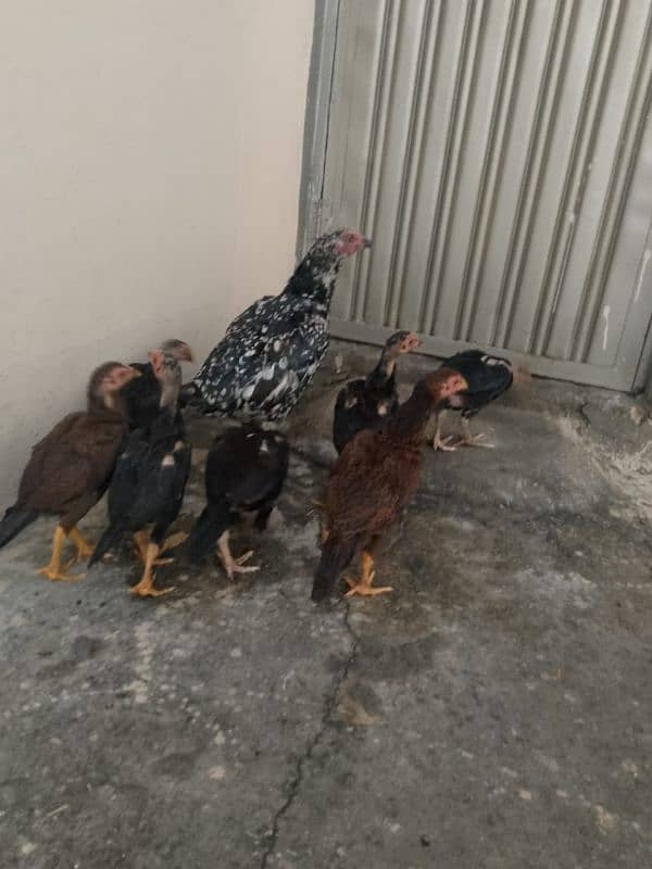 7 Aseel chicks and Madi for sale ? 6