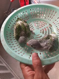 ghar ki breed ha 2 piece ha for sale