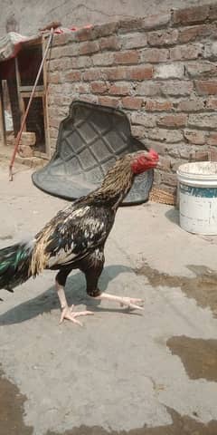 Aseel