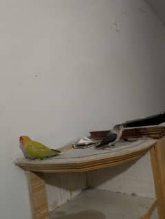 lovebirds jora ha bht acha 1 time bacha dyia ha