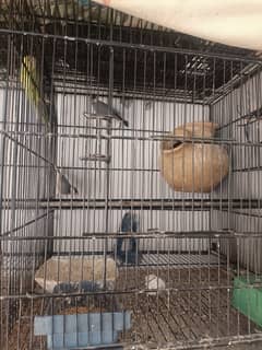 Finches for sale with Australian breeder parrot