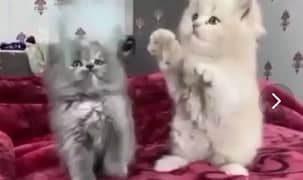 Persian cat for sale male or female my WhatsApp 0330=17=50=780