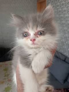 heavy coated kittens pair