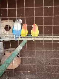 Love Bird Setup For Sale
